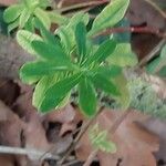 Euphorbia cornigera برگ