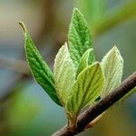 Viburnum carlesii Leaf