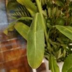 Matthiola incana Leaf