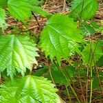 Girardinia diversifolia Blatt