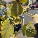 Erythrina flabelliformis برگ