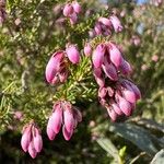 Erica australis Maua