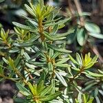 Rhododendron quadrasianum Leaf