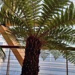 Dicksonia antarctica 整株植物