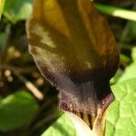 Aristolochia rotunda 花