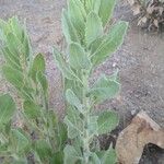 Heterotheca grandiflora Leaf