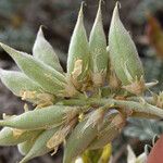 Astragalus miguelensis Květ