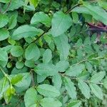 Lonicera nigra Leaf