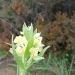 Dactylorhiza insularis Flower