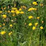 Crepis conyzifolia Hábitos