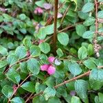 Symphoricarpos x chenaultii Mbuma