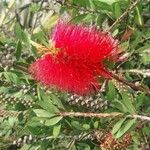 Callistemon citrinusBlüte