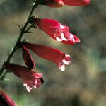 Penstemon eatonii Цвят