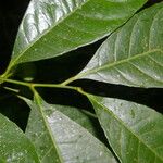 Gymnanthes riparia Hoja