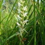 Spiranthes diluvialis Flor