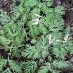 Dicentra cucullaria Leaf