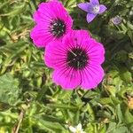 Geranium cinereum फूल