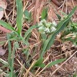 Dactyloctenium radulans Hábito
