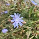 Cichorium endiviaFloare