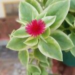 Mesembryanthemum cordifolium cv. 'Variegata' Fleur