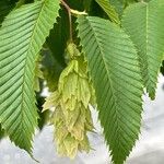 Carpinus japonica ഇല