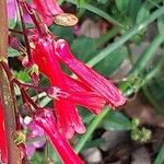 Vicia monantha Flower