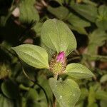 Heterotis rotundifolia Хабит