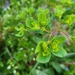 Euphorbia helioscopiaBlad