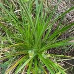 Eryngium paniculatum Лист