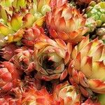 Sempervivum tectorumপাতা