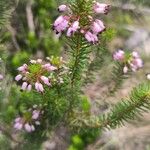 Erica multifloraFlor