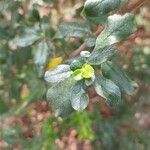 Escallonia illinita पत्ता