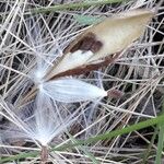 Vincetoxicum hirundinaria Fruit