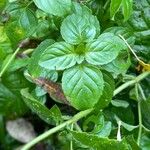 Mentha aquatica List