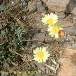 Leucanthemopsis pectinata Hàbitat