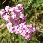 Achillea distans Kvet