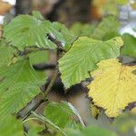 Betula maximowicziana Leaf