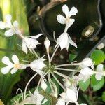 Calanthe triplicata फूल