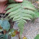 Dryopteris ludoviciana Leaf