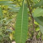 Himatanthus articulatus Leaf