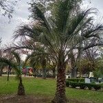 Butia yatay Hábito