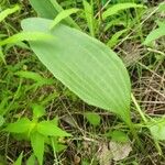 Arnoglossum plantagineum Leaf