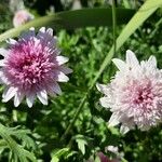 Crepis rubra Fleur