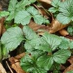 Geum macrophyllum 叶