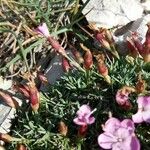 Dianthus subacaulis 花