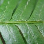 Pteris pteridioides Folio