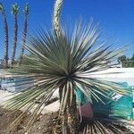 Yucca elata Frunză