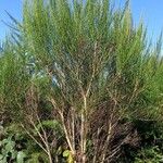 Cytisus scopariusBlatt