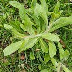 Erigeron pulchellus Leaf