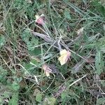 Tulipa sylvestris Агульны выгляд